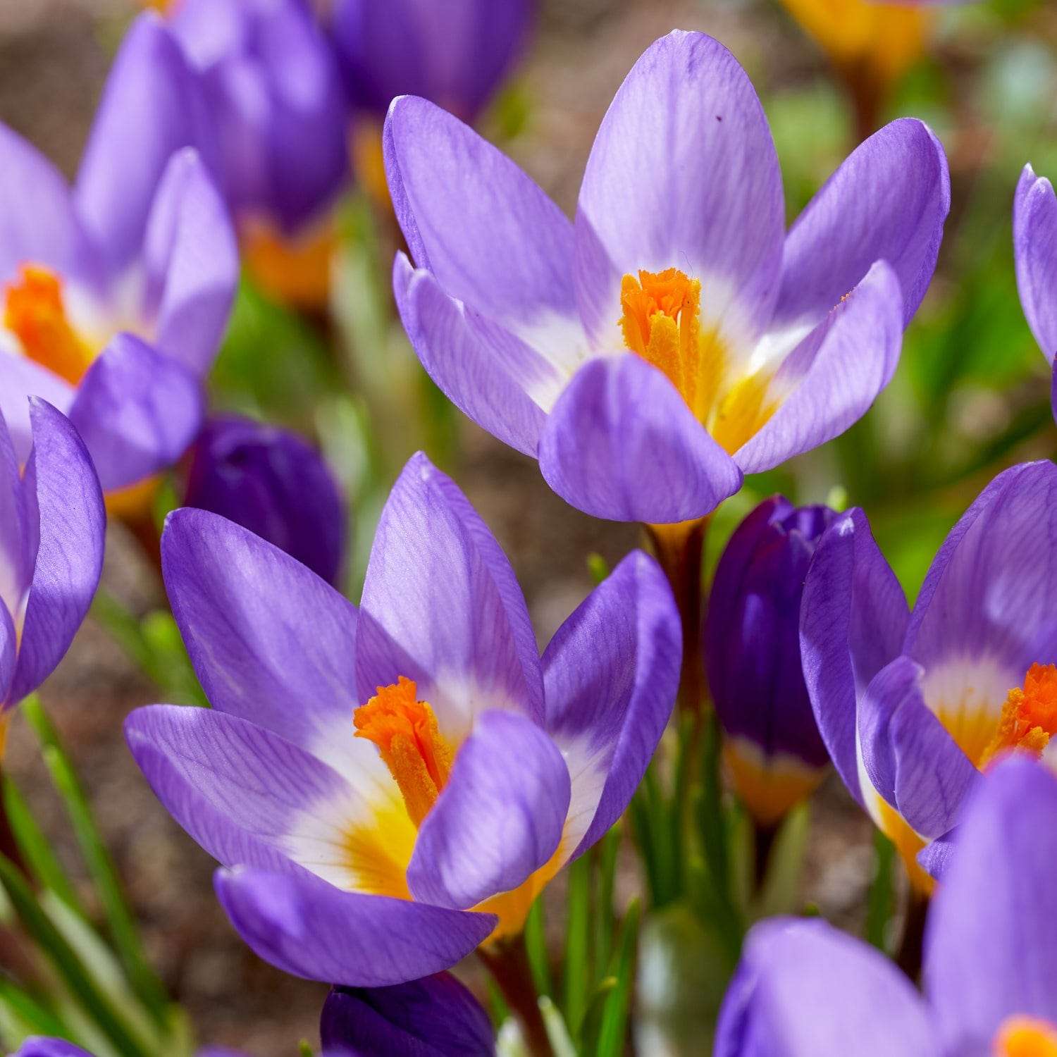 Crocus 'Tricolor'